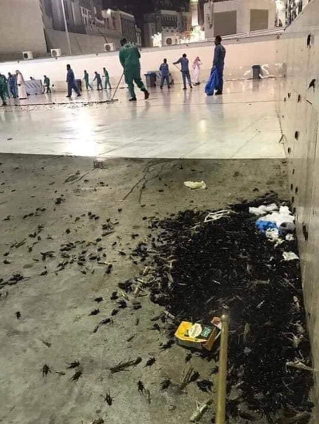 Jutaan jangkrik keluar dari lubang bawah tanah di sekitar Masjidil haram. (Foto: Twitter)