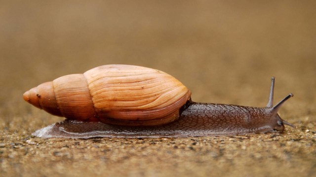 Siput rosy wolfsnail (Foto: Dylan Parker via Wikimedia Commons)