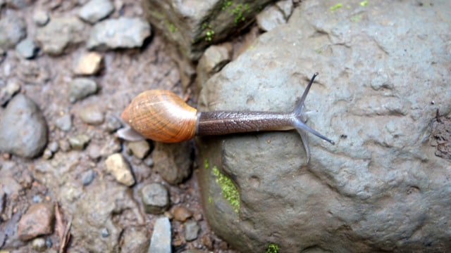 Siput rosy wolfsnail (Foto: Scot Nelson/Flickr)