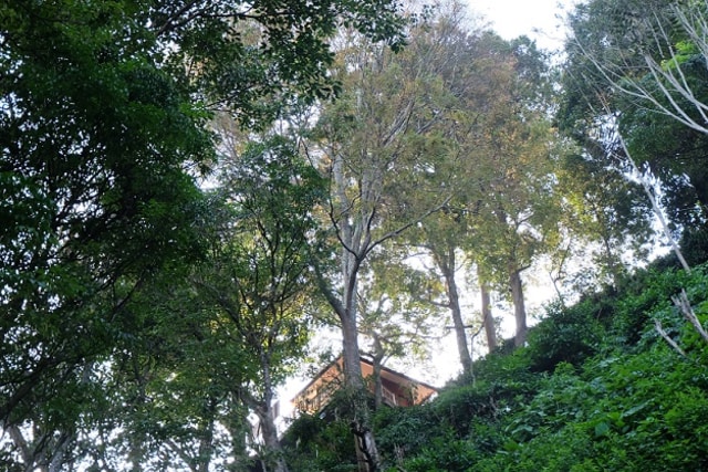 Pepohonan rindang di sepanjang jalan menuju Curug Cimahi. (Foto: Eka Situmorang)