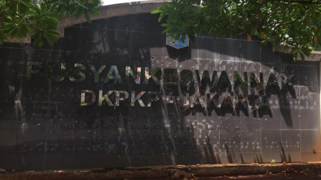 Penampungan kucing di Puskeswan DKPKP Jakarta. (Foto: Sabar Artiyono/kumparan)