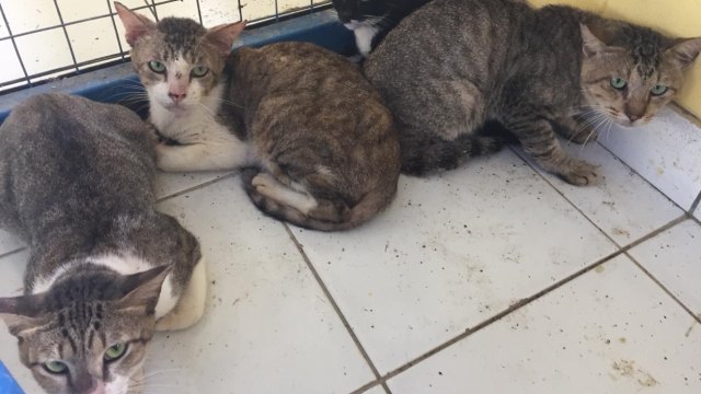 Kucing-kucing di Puskeswan DKPKP Jakarta. (Foto: Sabar Artiyono/kumparan)