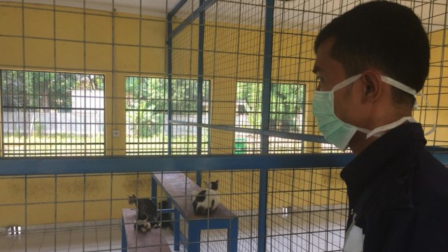 Penampungan kucing di Puskeswan DKPKP Jakarta. (Foto: Sabar Artiyono/kumparan)