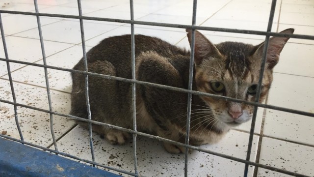 Kucing-kucing di Puskeswan DKPKP Jakarta. (Foto: Sabar Artiyono/kumparan)