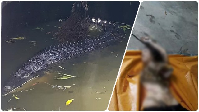 Seorang perempuan dimakan buaya di Manado. (Foto: Dok. Istimewa)