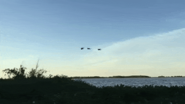 Laba-laba Parawixia bistriata di langit Brasil (Foto: Javier Canteros/YouTube)