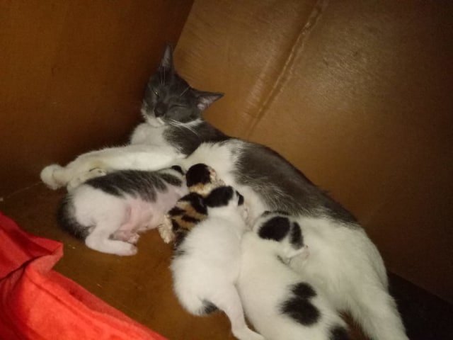 Mengenal FPV, Virus Paling Mematikan pada Kucing