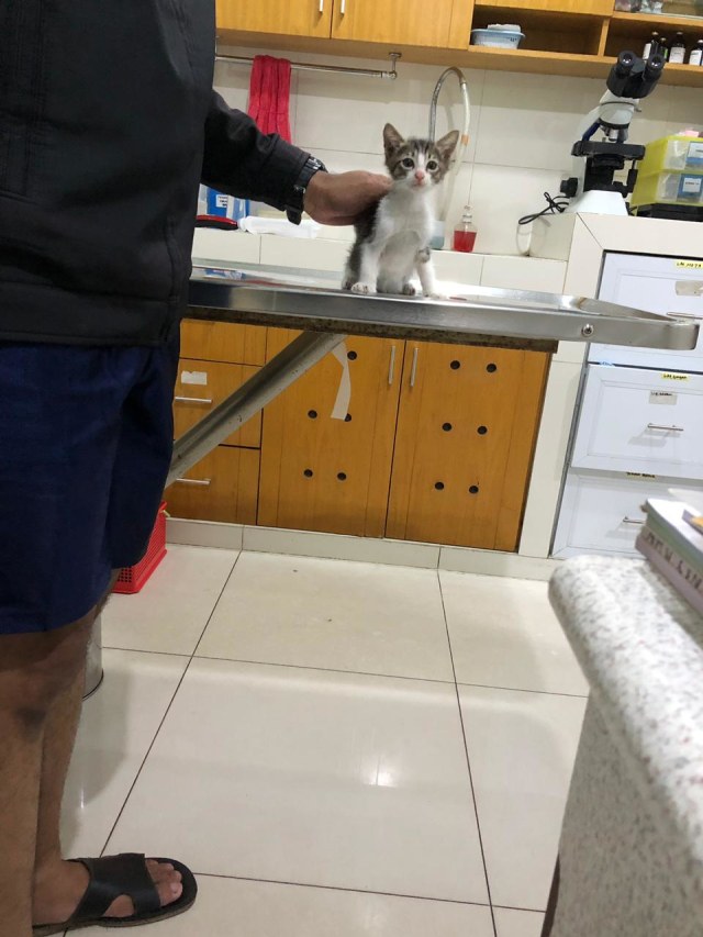 Mengenal FPV, Virus Paling Mematikan pada Kucing (2)