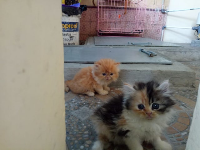 Mengenal FPV, Virus Paling Mematikan pada Kucing (3)