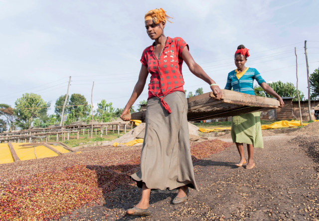 Sejumlah pekerja membawa biji kopi dengan kualitas rendah di distrik Shebedino di Sidama, Ethiopia.  (Foto: REUTERS / Maheder Haileselassie)