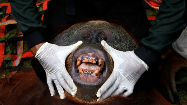 Dokter hewan memeriksa kesehatan Orangutan yang telah dievakuasi dari perkebunan warga di Desa Titi Pobin, Trumon Timur, Aceh Selatan, Aceh, Senin (14/1/2019). (Foto: ANTARA FOTO/Hasan)