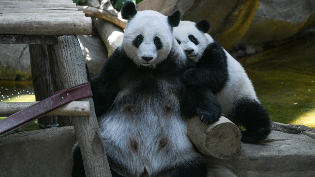 Anak panda betina yang berumur satu tahun (kanan) memeluk ibunya Liang Liang (kiri) saat perayaan ulang tahun pertamanya di Kebun Binatang Malaysia, Kuala Lumpur. (Foto: AFP/MOHD RASFAN )