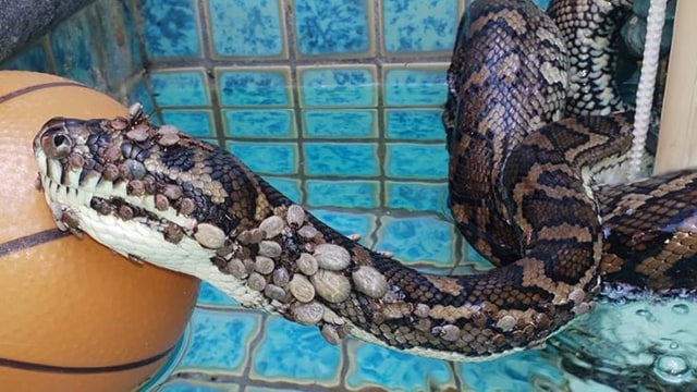 Ular piton yang jadi sarang kutu pengisap darah. (Foto:  Gold Coast and Brisbane Snake Catcher/Facebook)
