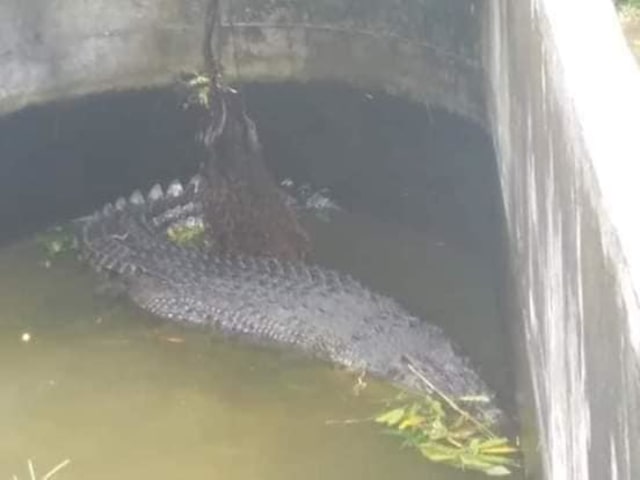 Buaya di kolam CV Yosiki (Foto: Kenly/Facebook)