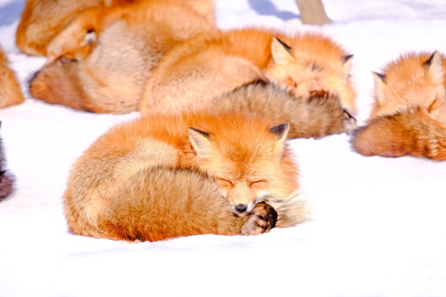 Rubah di Zao Fox Village (Foto: Shutter Stock)