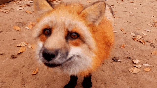 Rubah di Zao Fox Village (Foto: Youtube - Aileen Adalid)