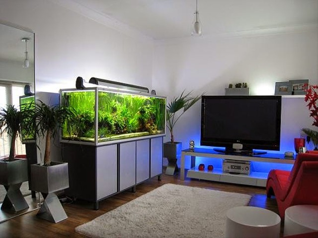 Jenis Ikan Platy yang Cocok Untuk Mempercantik Interior Rumah Minimalis Di Kota Besar