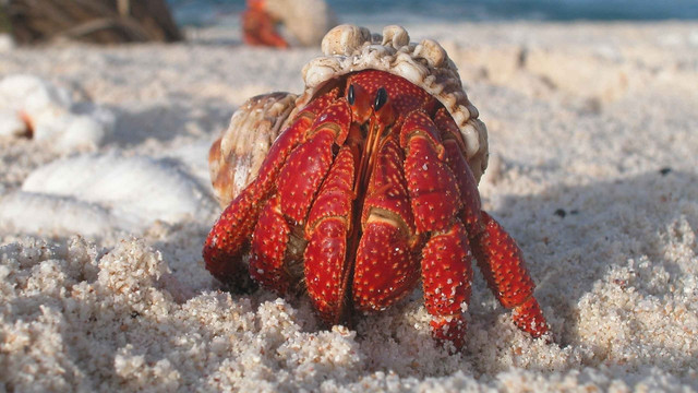 Penampakan kelomang (Foto: Meli1670 via Pixabay)