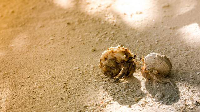Penampakan kelomang (Foto: PatternPictures via Pixabay)