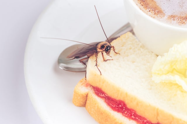 com-Kecoak di makanan (Foto: Shutterstock)