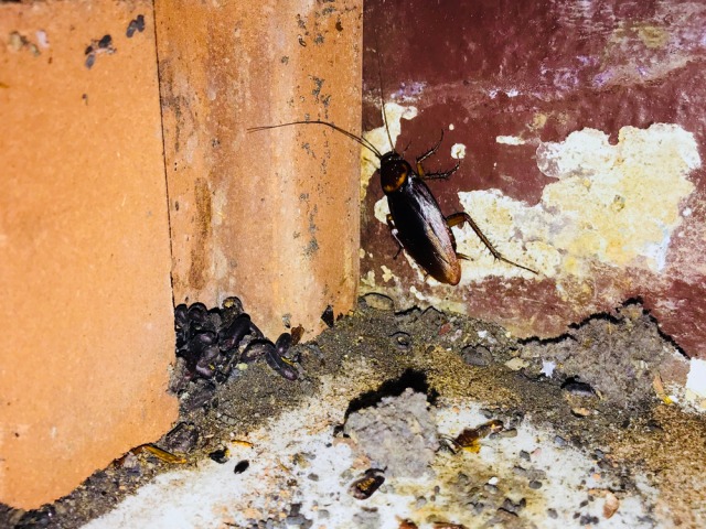 com-Sarang Kecoak Foto: Shutterstock