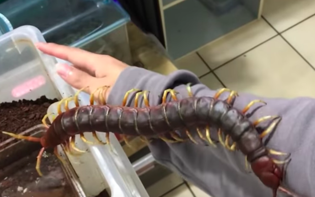 Lipan raksasa atau Scolopendra gigantea, peliharaan Neil Cheng Le. (Foto: Neil Cheng Le)