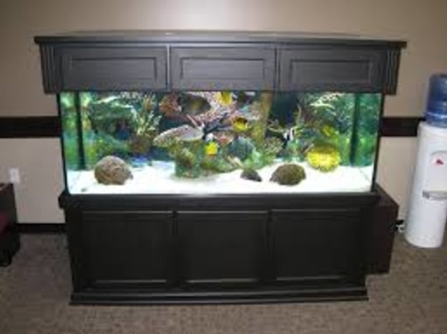 6 Jenis Cryptocoryne Rendah Co2 untuk Akuarium Hiasan Rumah Minimalis