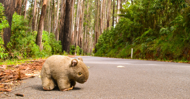 Wombat, Binatang Asli Australia (Foto: Shutter Stock)
