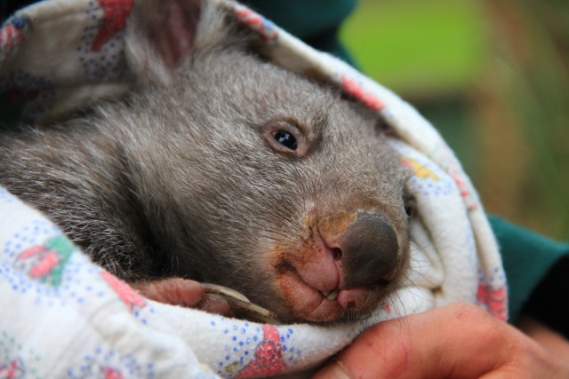 Bayi Wombat (Foto: Shutter Stock)