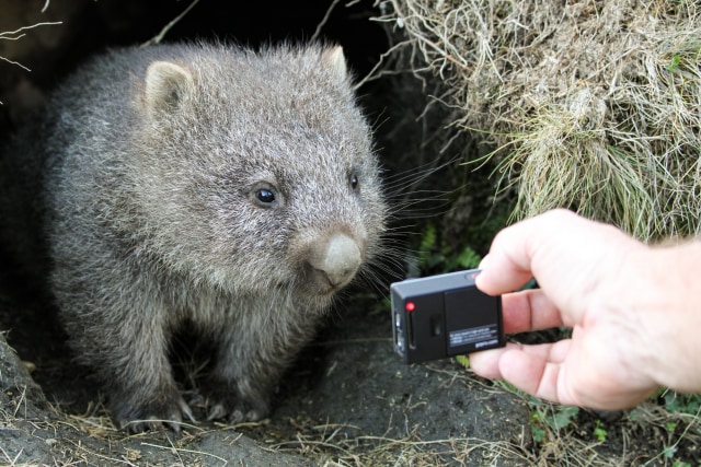 Ilustrasi Turis Memoret Wombat (Foto: Shutter Stock)