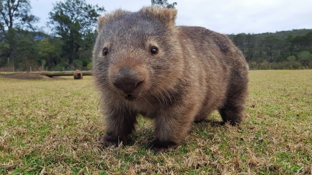 Wombat, Hewan Lucu dari Australia Foto: Shutter Stock