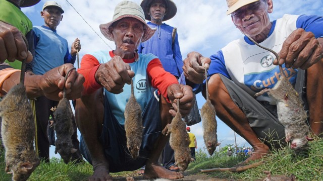 Petani memperlihatkan tikus yang berhasil ditangkap saat gropyokan tikus di Desa Kedungrejo, Kecamatan Pilangkenceng, Kabupaten Madiun. Foto: Antara/Siswowidodo
