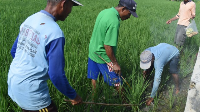 Petani melakukan gropyokan tikus di Desa Kedungrejo, Kecamatan Pilangkenceng, Kabupaten Madiun, Jawa Timur, Jumat (18/1). (Foto: Antara/Siswowidodo)