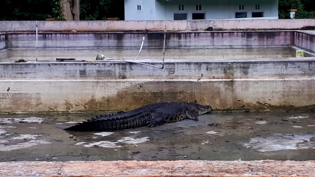 Meri, buaya yang menerkam Deasy Tuwo di Tanawangko, Sulawesi Utara. (Foto: Dok. Istimewa)