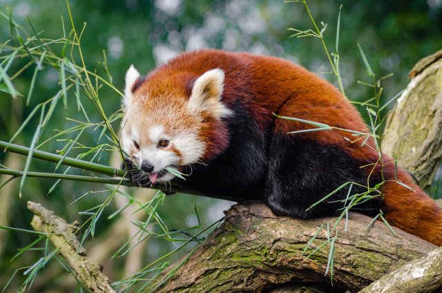 Ilustrasi Panda Merah (Foto: Pixabay)