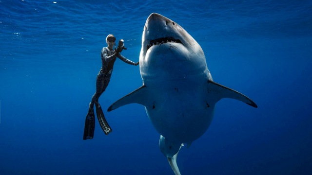 Ahli Biologi Laut, Ocean Ramsey (kiri), berenang bersama hiu putih 'Deep Blue' besar di Hawaii. (Foto: @JuanSharks/@OceanRamsey/Juan Oliphant/oneoceandiving.com via REUTERS)