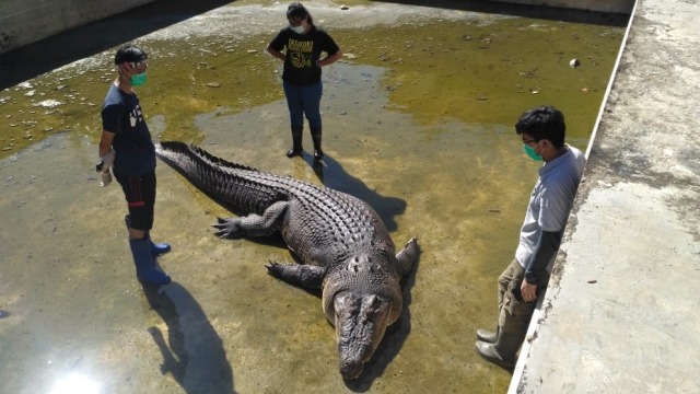 Buaya Meri pemangsa Deasy Tuwo mati. Foto: Dok. Istimewa