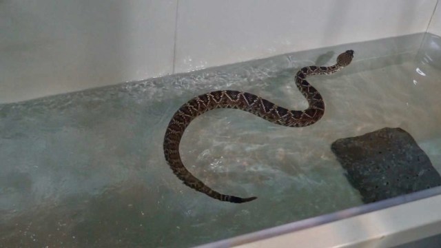 Ular yang sedang berolahraga di tempat fitness reptil. (Foto: Zoos Victoria)
