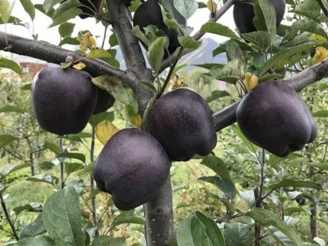 Black diamond apple (Foto: dok.tencentnews.com)