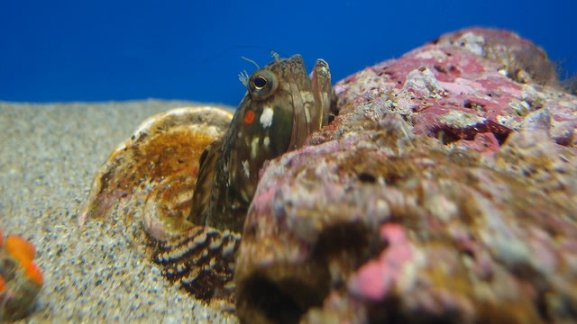 Ikan sarcastic fringehead. (Foto: Guilhem Vellut via Flickr)