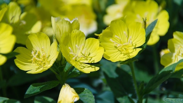 Bunga evening primrose. (Foto: takazart via Pixabay)