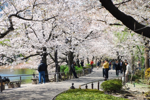Ueno Park, Tokyo, Jepang. (Foto: Shutter Stock)