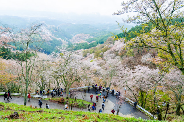 Gunung Yoshino, Jepang. (Foto: Shutter Stock)