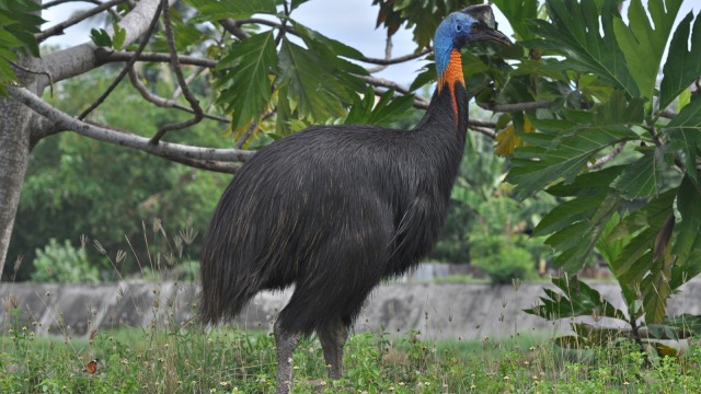 Seekor Burung Kasuari gelambir tunggal (Casuarius unappendiculatus) berkeliaran di kawasan Sungai Palu, Sulawesi Tengah. Foto: Antara/Mohamad Hamzah