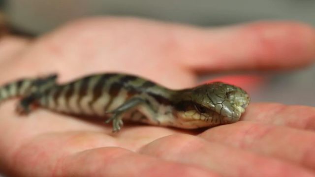 Kadal lidah biru bernama Lucky punya dua kepala yang keduanya bekerja secara normal. (Foto: The Australian Reptile Park)