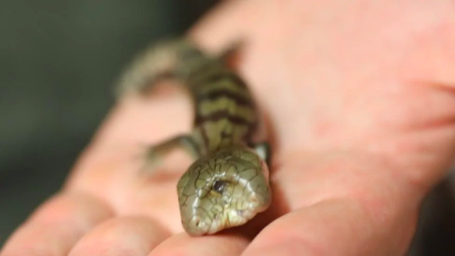 Lucky, kadal lidah biru berkepala dua. (Foto: The Australian Reptile Park)