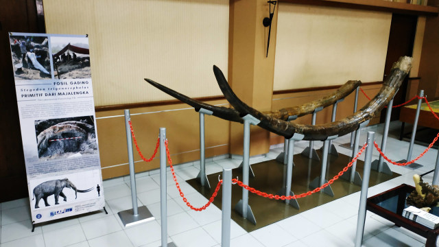 Fosil sepasang gading Stegodon yang ditemukan di Majalengka (Foto: Utomo Priyambodo/kumparan)