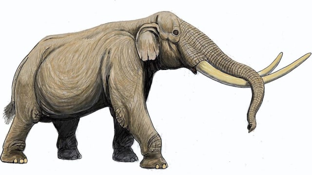 Ilustrasi Stegodon (Foto: DiBgd via Wikimedia Commons)