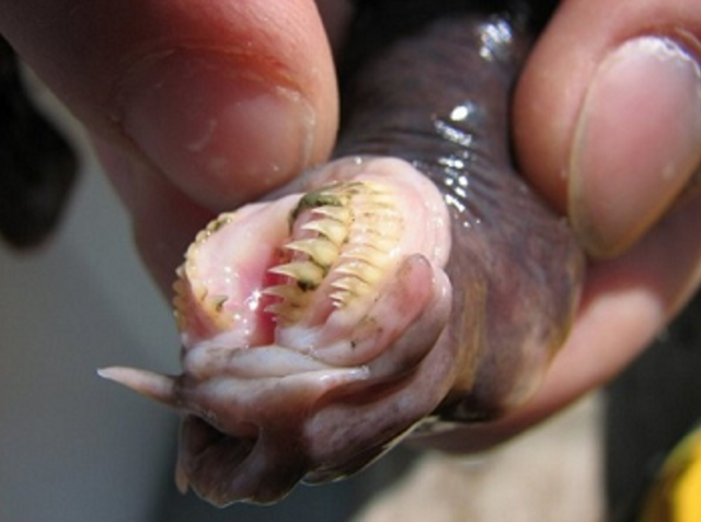 Fosil Hagfish Berusia 100 Juta Tahun Lengkap dengan Slime Ditemukan di Lebanon