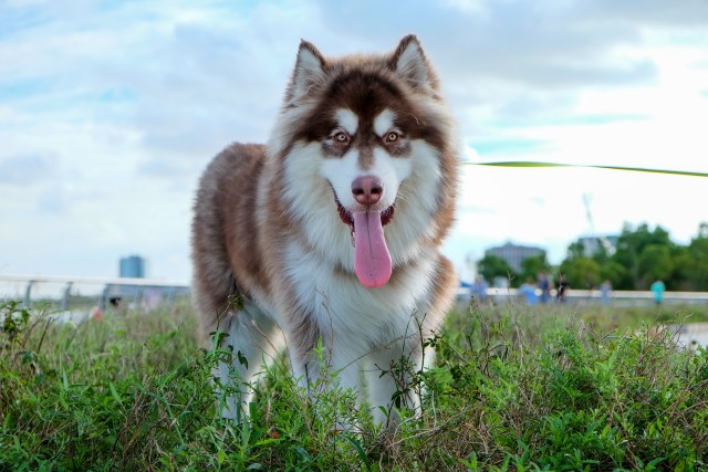 Ilustrasi anjing Malamut Alaska. (Foto: shutterstock)